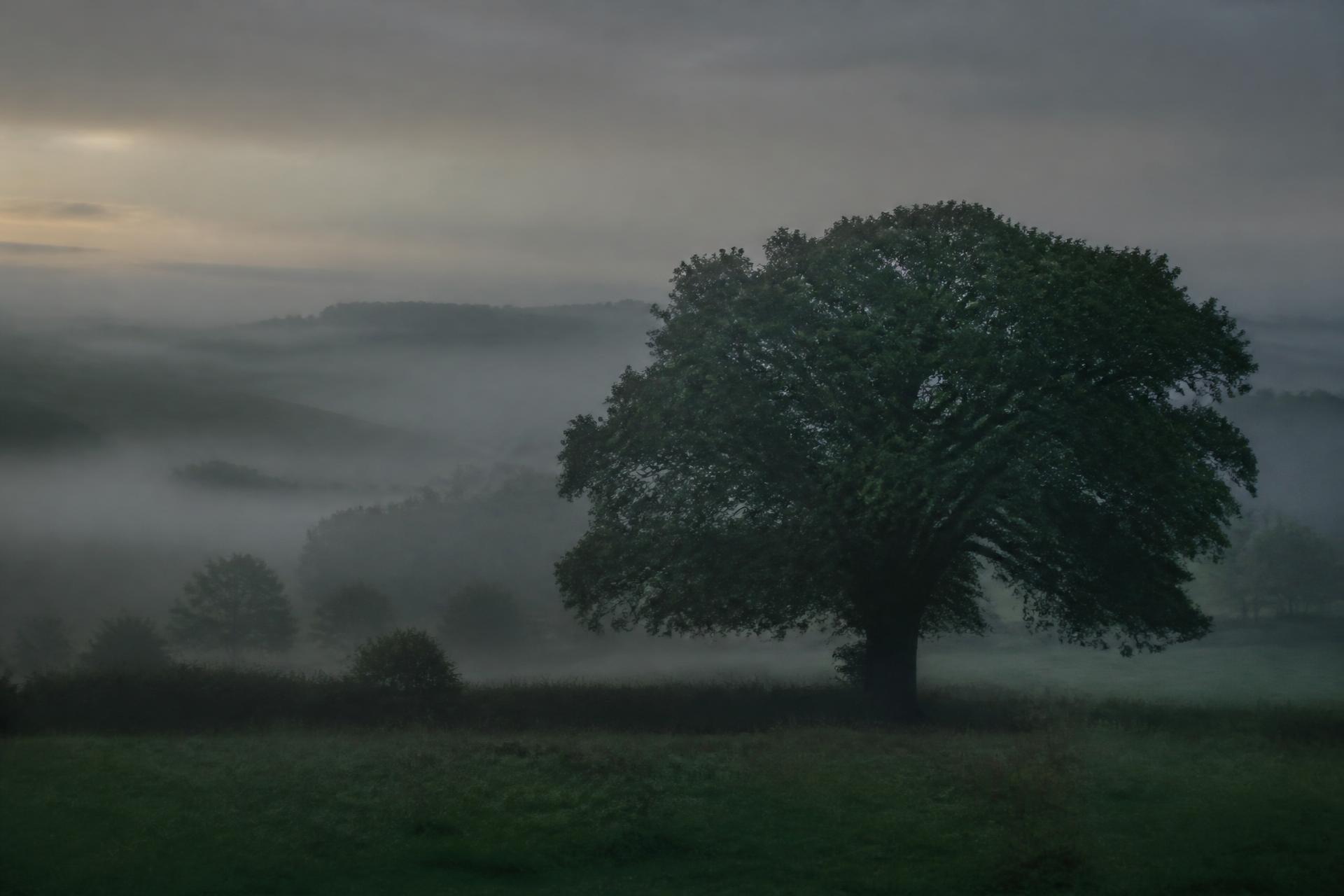 A mature oak tree standing in a misty landscape